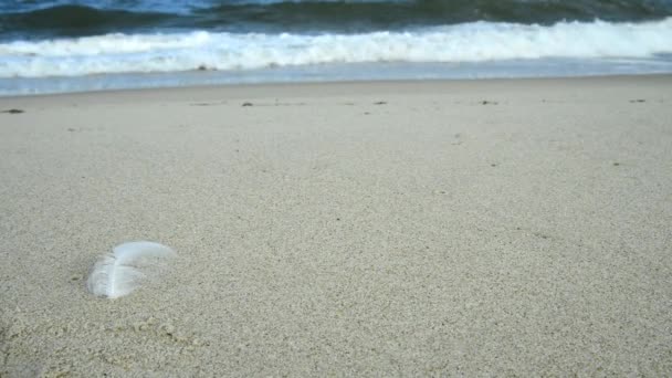 Baltic Sea Polen Met Vogel Veren Surfen — Stockvideo