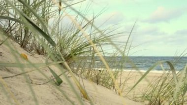 Plaj beach çim ve rüzgar ile Baltık Denizi'nin