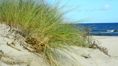Plaj beach çim ve rüzgar ile Baltık Denizi'nin