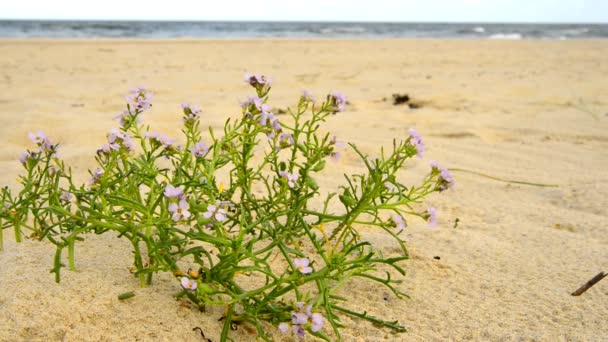 Meeres Lavendel Strand Der Ostsee — Stockvideo