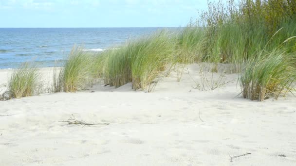 Strand Der Ostsee Mit Strandgras Und Wind — Stockvideo
