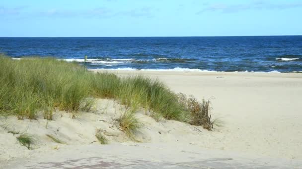 Пляж Балтийского Моря Пляжной Травой Ветром — стоковое видео