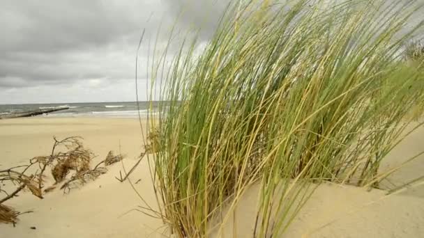 波罗的海海滩与海滩草和风 — 图库视频影像