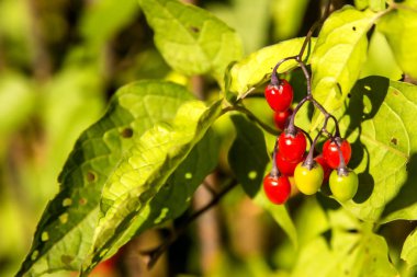 Solanum dulcamara, Olgun çilek ile tıbbi bitki