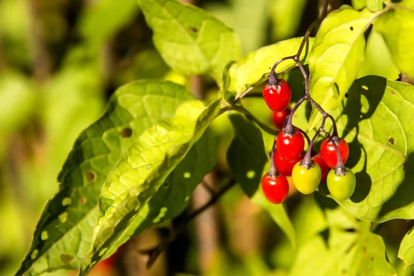 Solanum Dulcamara Planta Medicinal Com Bagas Maduras — Fotografia de Stock