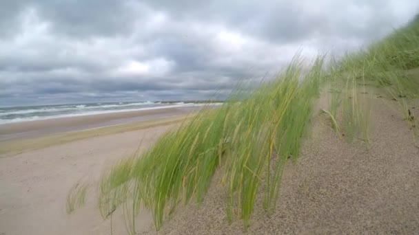 Stranden Östersjön Med Strandgräs Och Vind — Stockvideo
