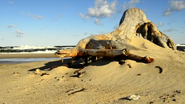 Bois Flotté Sur Une Plage Mer Baltique Avec Des Vagues — Video