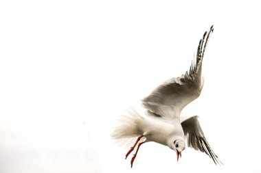 Siyah başlı martı bir fligh sırasında