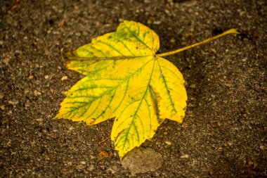 akçaağaç yaprağı sonbahar renkleri