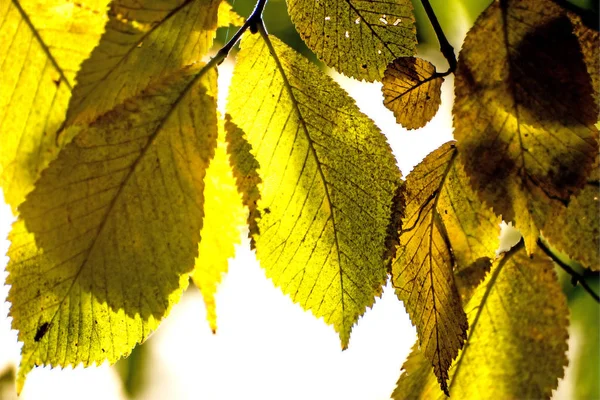 Feuilles Hêtre Dans Lumière Arrière — Photo