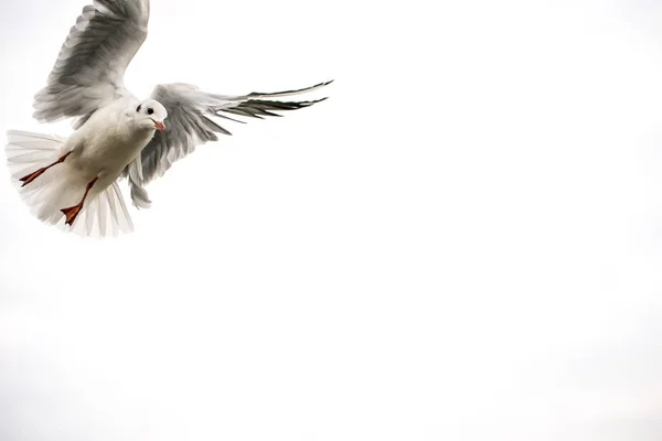 Black Headed Gull Flight Spread Wings — Stock Photo, Image