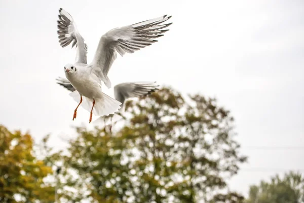 Gaviota Cabeza Negra Durante Vuelo Con Alas Desplegadas — Foto de Stock