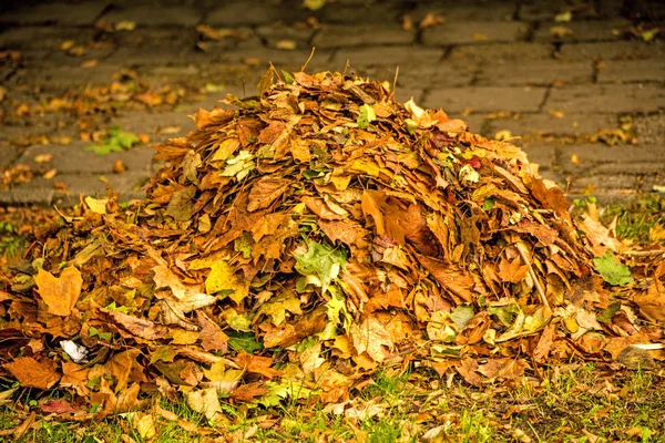 紅葉の山 — ストック写真