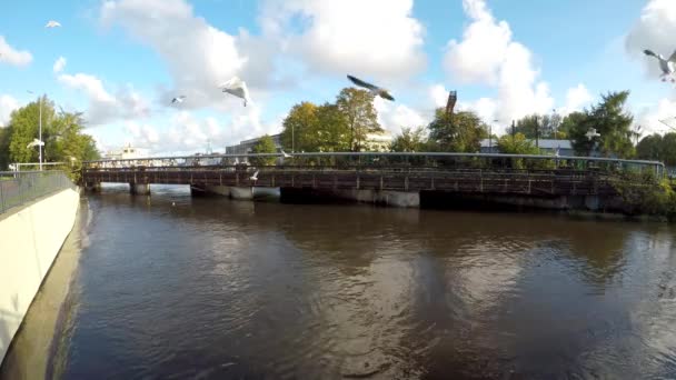 Ustka Polen Rivier Stupia Met Meeuwen Kokmeeuw — Stockvideo