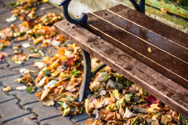 Sonbahar güneşinde bir şehirde park bankında