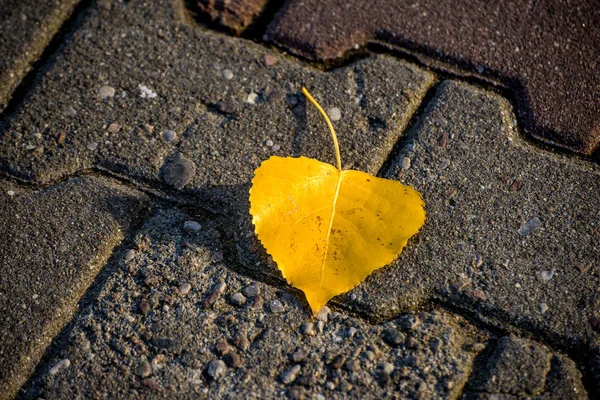 Herbstlich Bemaltes Lindenblatt Auf Einer Straße — Stockfoto