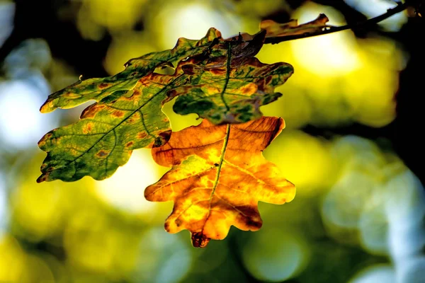 オークの葉で光 — ストック写真