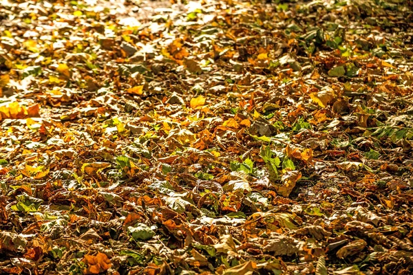 在一片草地上秋绘的树叶 — 图库照片