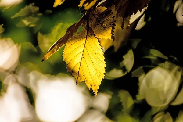 ブナの葉に戻る光 — ストック写真