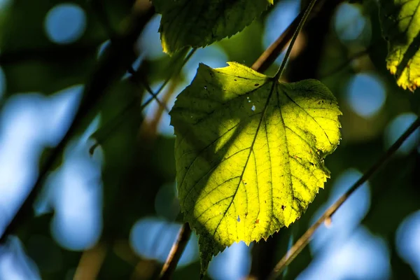 Autumnal Painted Lime Tree Leaf Back Light — Stock Photo, Image