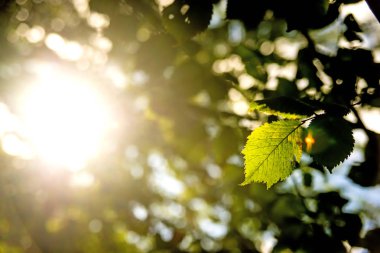 kayın ağacı yaprağı arka ışık