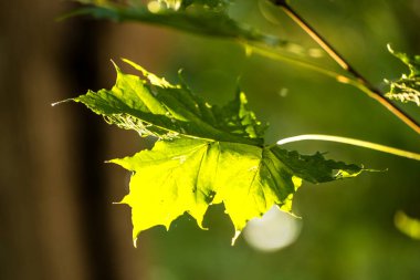 akçaağaç yaprağı arka ışık sonbahar renkleri