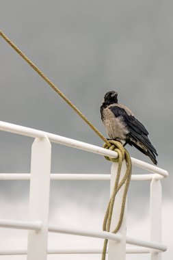 Bir balıkçı teknesine korkuluk üzerinde kukuletalı karga