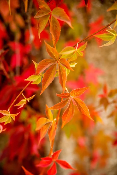 Wild Wijnstokken Vertrekt Van Een Oude Muur Herfst Kleuren — Stockfoto