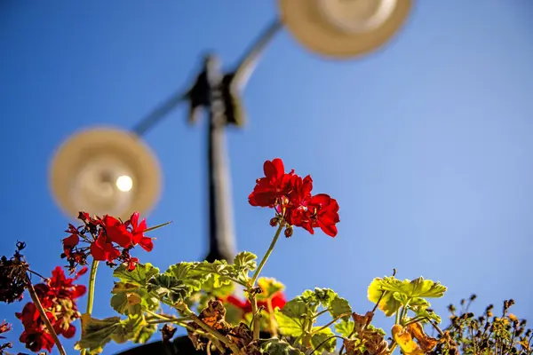 Pelargoniu Într Coș Agățat Laantern Stradă — Fotografie, imagine de stoc