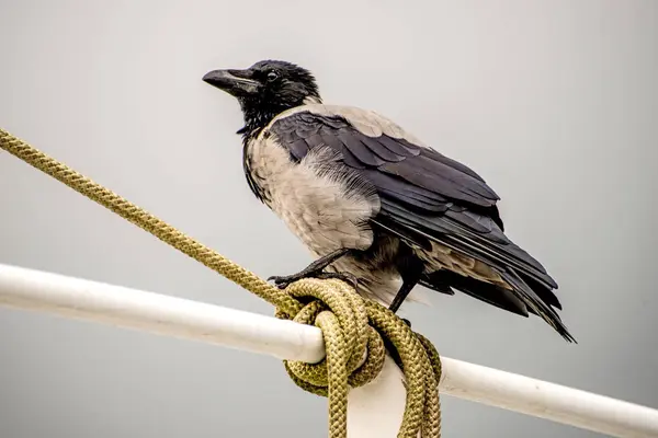 Cuervo Encapuchado Sobre Una Barandilla Arrastrero — Foto de Stock