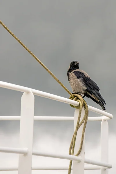 Cuervo Encapuchado Sobre Una Barandilla Arrastrero — Foto de Stock