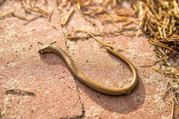 European Blindworm Way — Stock Photo, Image