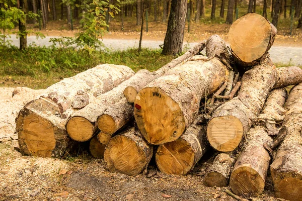 Timber Wood Serrated Forest — Stock Photo, Image