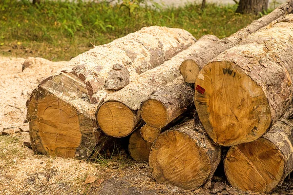 フォレストの鋸歯状木材木材 — ストック写真