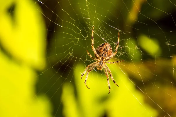 Garden Spider Its Web — Stock Photo, Image