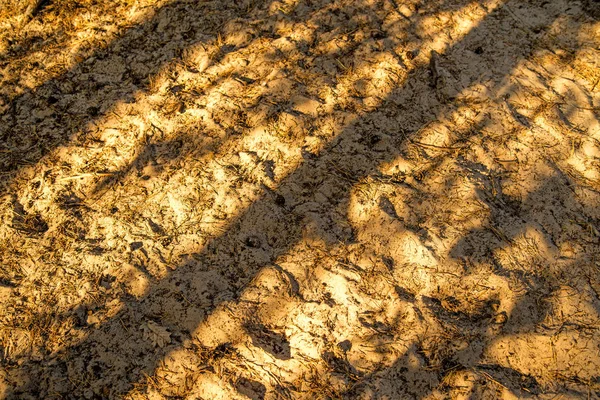 Podlaha Dune Lesa Stíny Stromů — Stock fotografie