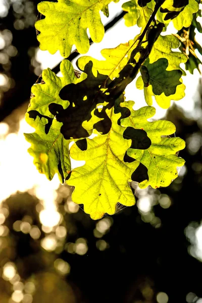 Feuilles Chêne Dans Lumière Arrière — Photo