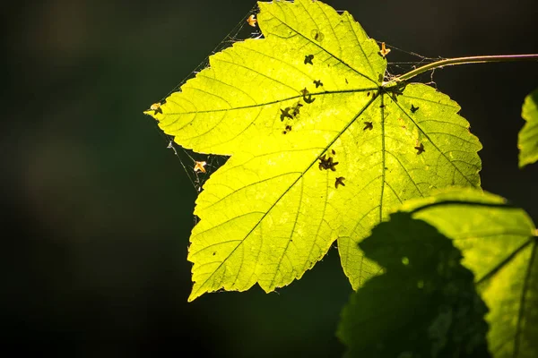 Maple Leaf Autumnal Colors Back Light — Stock Photo, Image