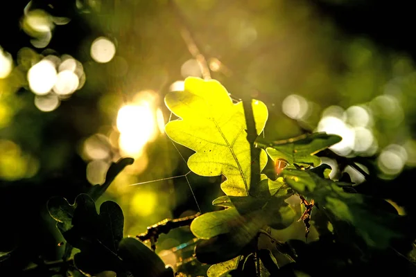 Oak Leaf Back Light — Stock Photo, Image