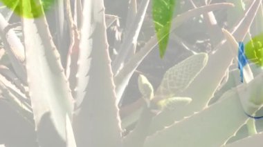 Aloe vera diş macunu ile diş fırçası bir dönüş tablo