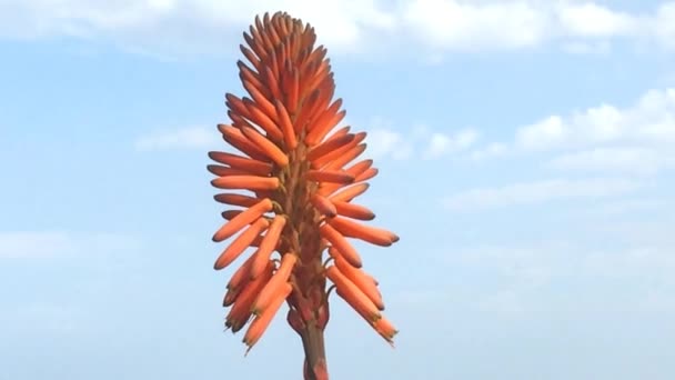 Aloe Vera Blumen Und Sahnetopf Mit Frischem Blatt Auf Einem — Stockvideo