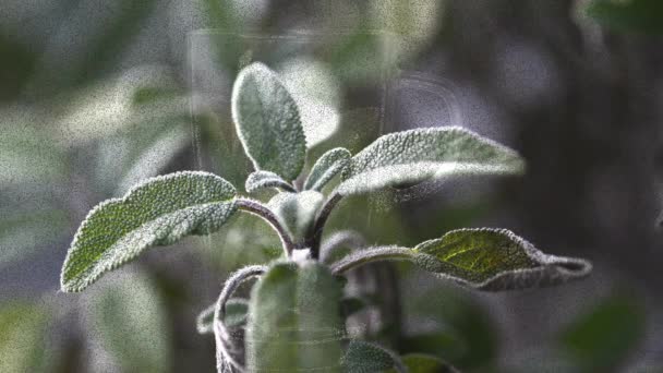 鼠尾草 植物和茶的制备 — 图库视频影像