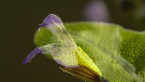 Salvia Växt Och Förberedelse — Stockvideo