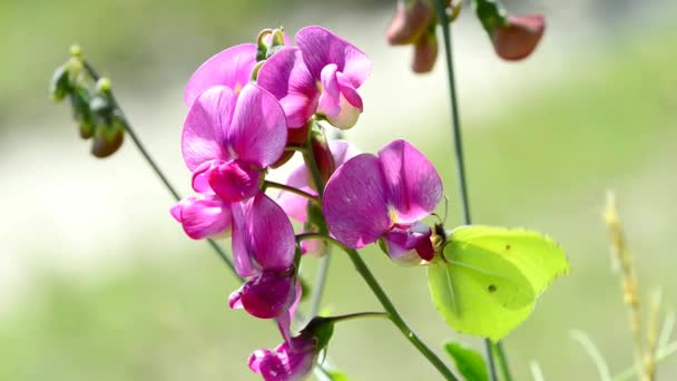 Borboleta Enxofre Flor Ervilhaca — Vídeo de Stock