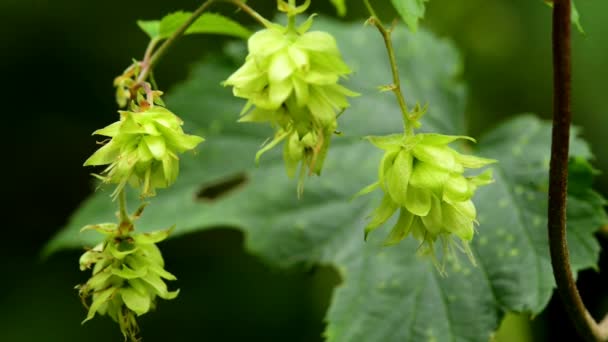 Hop Cones Closeup Cones Germany — Stock Video