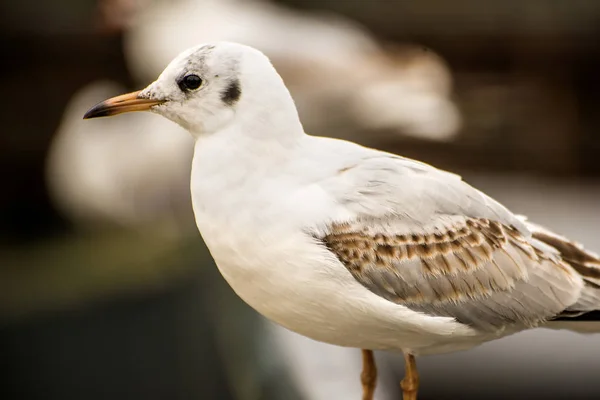 Svarta Headed Gull Closeu — Stockfoto