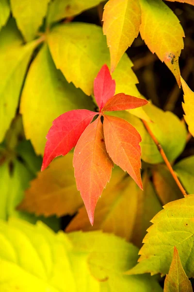 Divoké Révy Listy Starou Zeď Podzimní Barvy — Stock fotografie