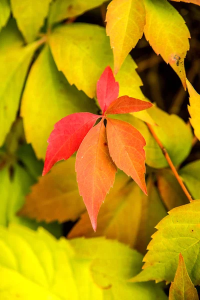 Wilde Weinreben Einer Alten Mauer Herbstlichen Farben — Stockfoto