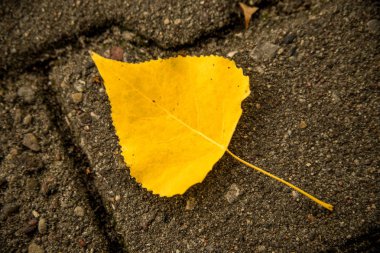 atumnal renkli kireç ağacının yaprak