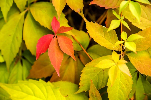 Wild Vines Leaves Old Wall Autumnal Colors — Stock Photo, Image